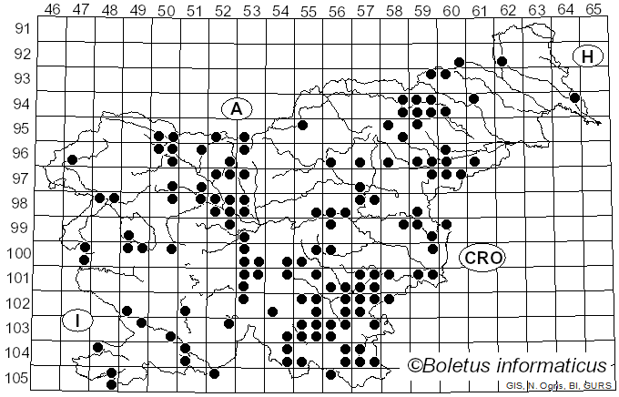 <i>Mycena renati</i> Quél. (1886)