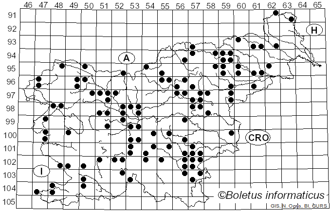 <i>Infundibulicybe costata</i> (Kühner & Romagn.) Harmaja (2003)