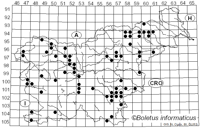 <i>Hemimycena</i> Singer (1938)