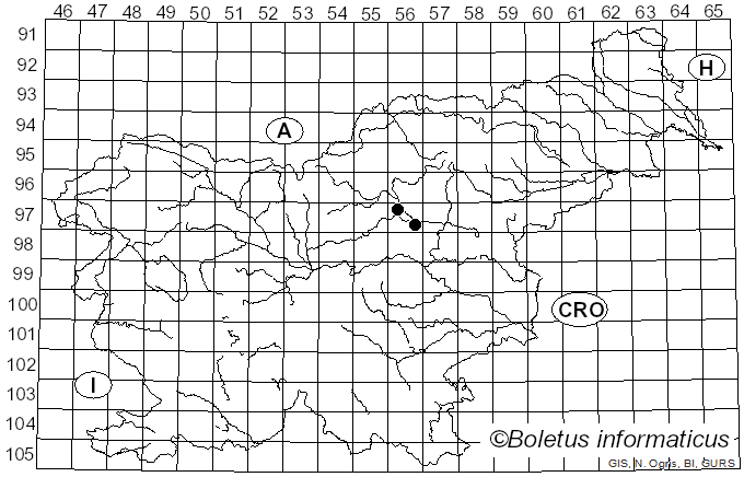 <i>Entoloma percandidum</i> Noordel. (1982)