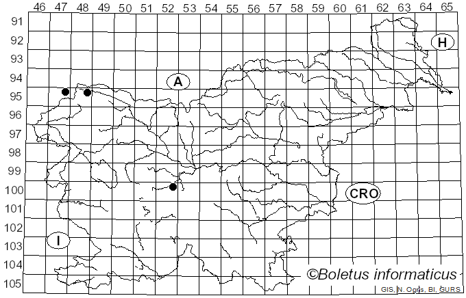 <i>Orthonevra</i>