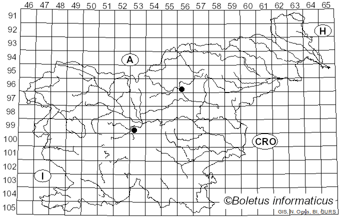 <i>Cortinellus</i> Roze (1876)