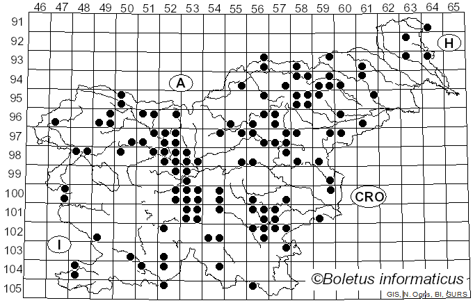 <i>Lentinellus cochleatus</i> Hoffm. (1879)