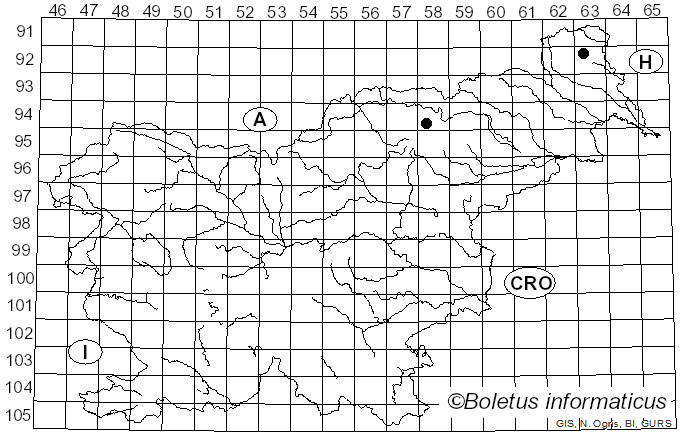 <i>Tubeufia cerea</i> (Berk. & M.A. Curtis) Höhn. (1919)