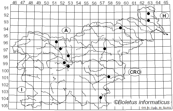 <i>Mycena epipterygioides</i> A. Pearson (1919)