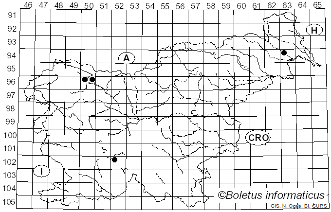 <i>Marchandiomyces quercinus</i> (J. Erikss. & Ryvarden) D. Hawksw. & A. Henrici (2015)