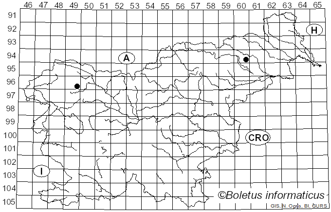 <i>Perilachnea hemisphaerioides</i> (Mouton) Van Vooren (2021)