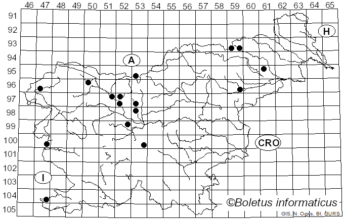 <i>Typhula juncea</i> (Alb. & Schwein.) P. Karst. (1882)
