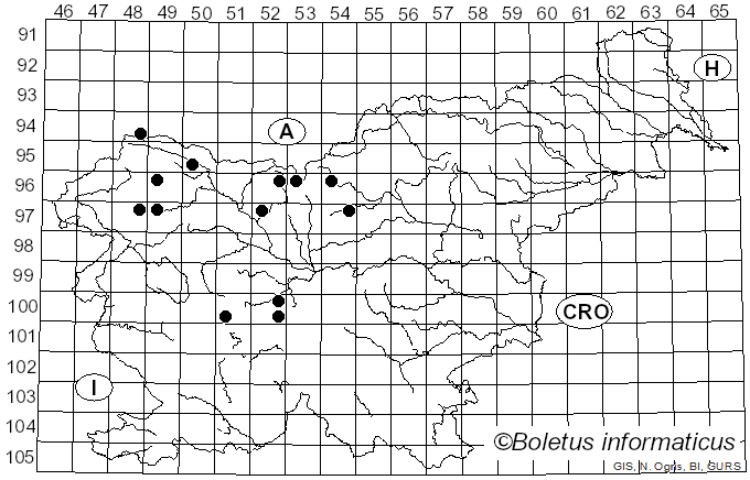 <i>Cheilosia antiqua</i> Meigen