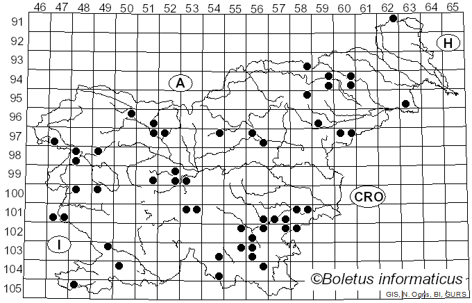 <i>Schizopora</i> Velen. (1922)