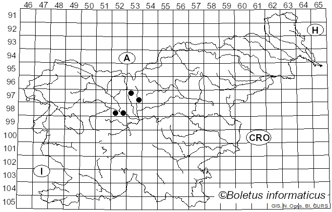 <i>Septoria orchidearum</i> Westend. (1851)