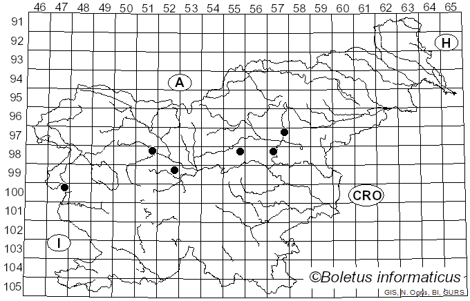 <i>Lactarius populinus</i> R. Heim (1957)