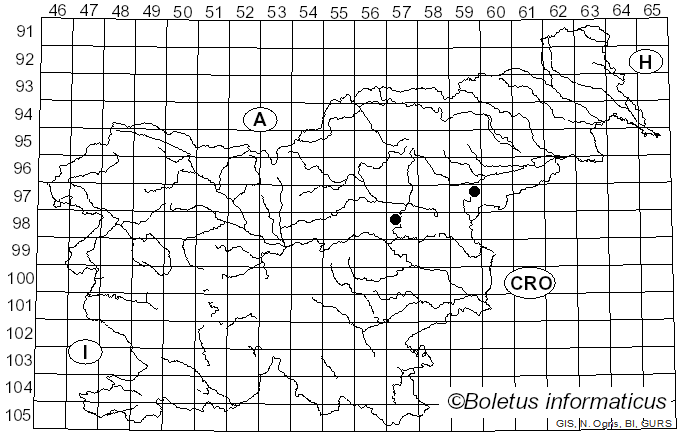 <i>Ovis</i>