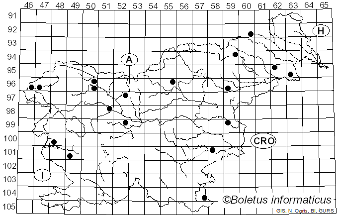 <i>Steccherinum bourdotii</i> Saliba & A. David, (1988)