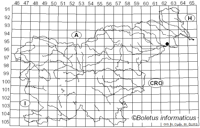 <i>Amanita amplivelata</i> Hanss, Assyov, Bozok, Taşkın & Borovička (2024)