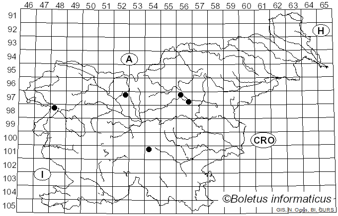 <i>Melanoleuca turrita</i> (Fr.) Singer (1935)