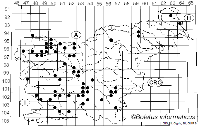 <i>Catathelasma imperiale</i> (Fr.) Singer (1940)