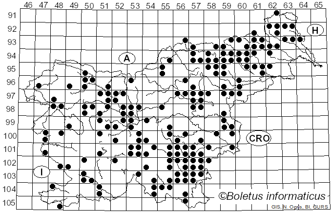 <i>Collybiopsis peronata</i> (Bolton) R.H. Petersen (2021)