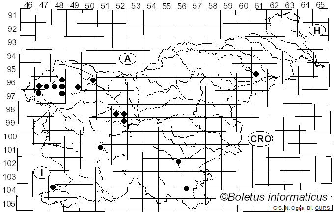 <i>Microbotryum</i> Lév. (1847)