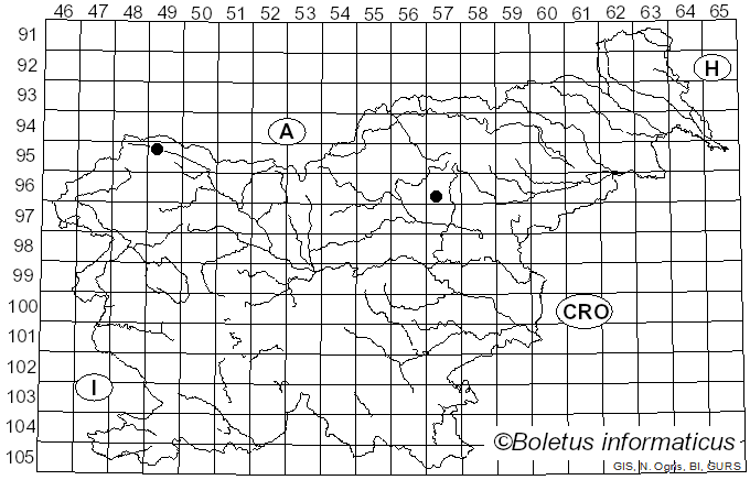 <i>Marasmiellus pseudogracilis</i> (Kühner & Maire) Singer (1951)