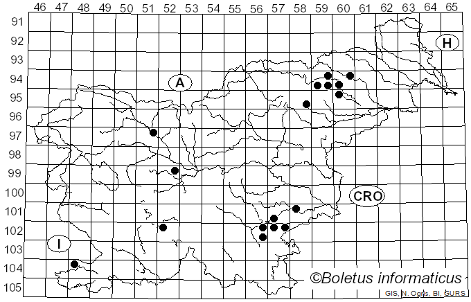 <i>Nigroporus durus</i> (Jungh.) Murrill (1907)