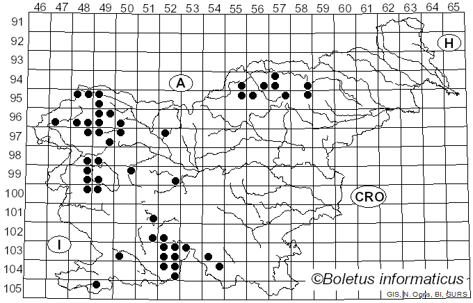 <i>Pertusaria amara</i> f. <i>amara</i> (Ach.) Nyl. (1873)