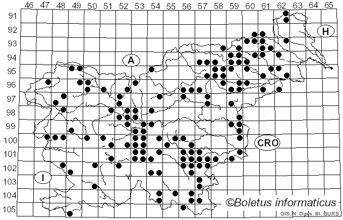 <i>Xerula</i> Maire (1933)