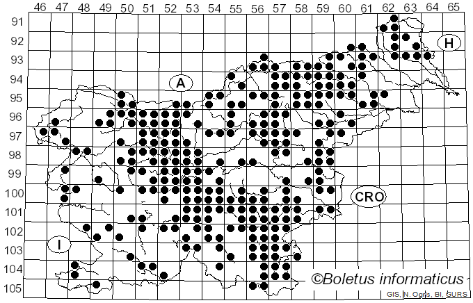 <i>Caloboletus calopus</i> (Pers.) Vizzini (2014)