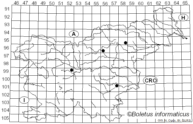 <i>Inocybe scabelliformis</i> Malençon (1970)