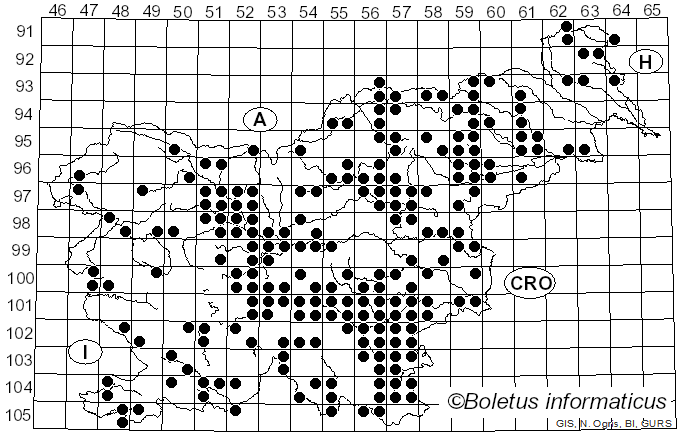 <i>Leccinellum pseudoscabrum</i> (Kallenb.) Mikšík (2017)