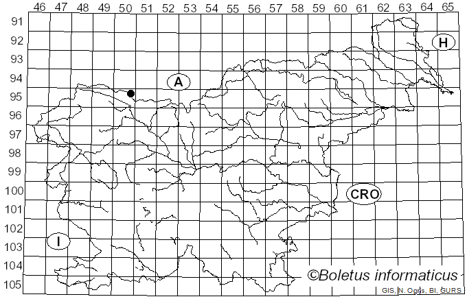 <i>Diplodina eurhododendri</i> W. Voss (1887)
