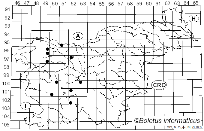 <i>Merodon cinereus</i> Fabricius