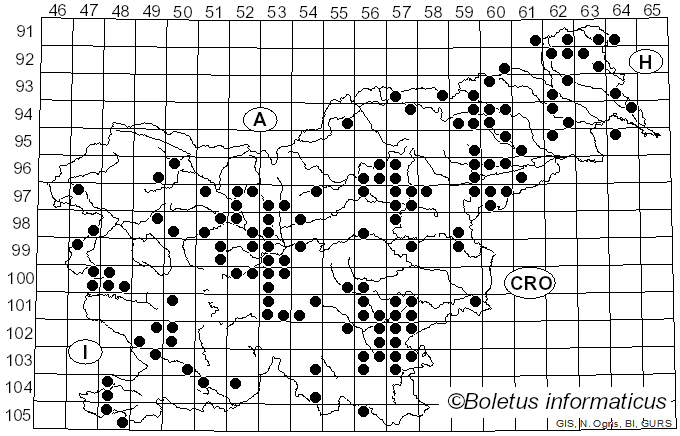 <i>Pleurotus ostreatus</i> (Jacq.) Quél. (1871)