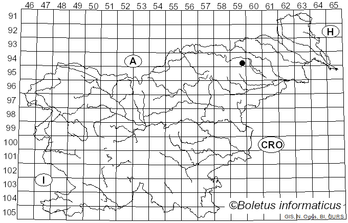<i>Hebeloma pallidum</i> Malençon (1970)