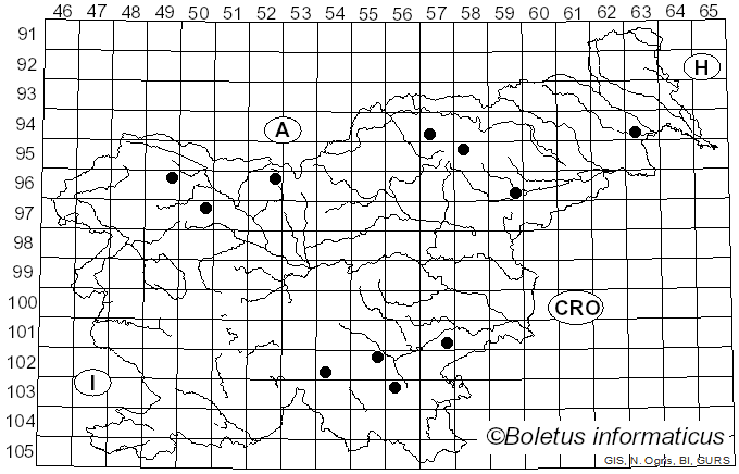 <i>Pachyella</i> Boud. (1907)