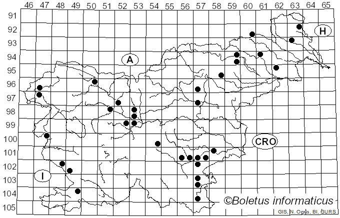 <i>Homophron spadiceum</i> (P. Kumm.) Örstadius & E. Larss. (2015)