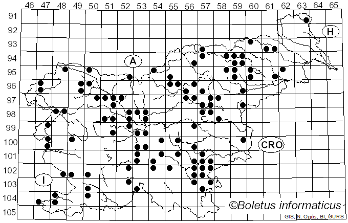 <i>Infundibulicybe costata</i> (Kühner & Romagn.) Harmaja (2003)