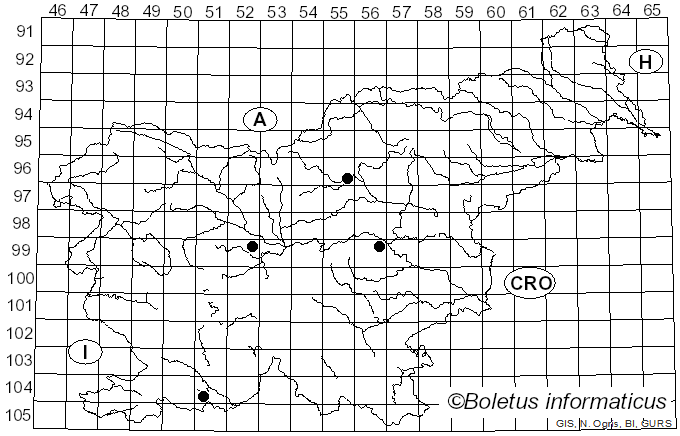 <i>Rhynchaenus</i>