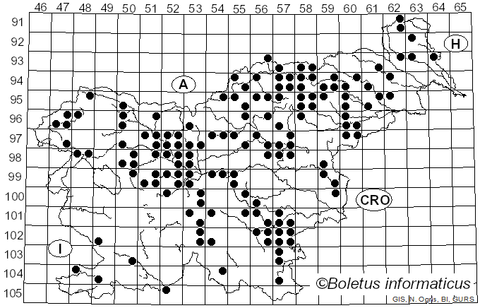 <i>Gyroporus</i> Quél. (1886)