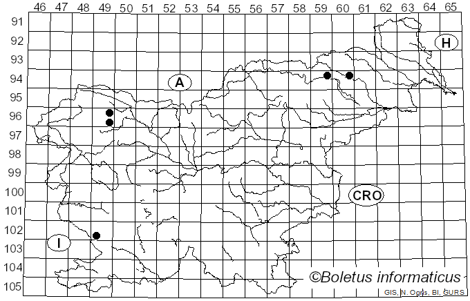 <i>Mycena pterigena</i> (Fr.) P. Kumm. (1871)