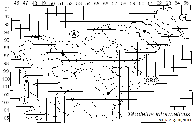 <i>Leucogyrophana pseudomollusca</i> (Parmasto) Parmasto (1967)