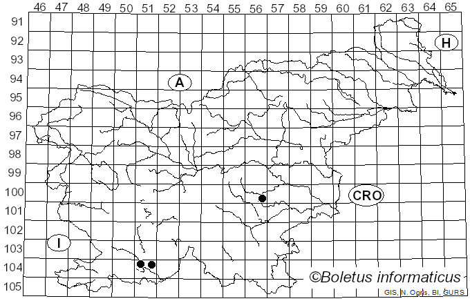 <i>Leptographium</i> Lagerb. & Melin (1927)