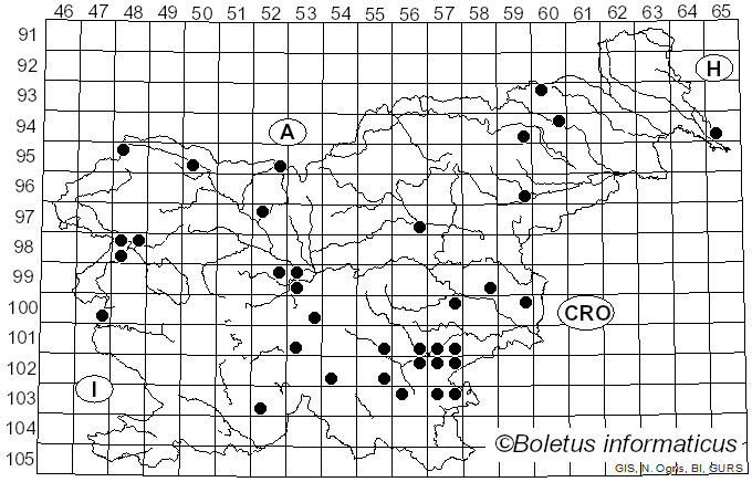 <i>Paragalactinia succosa</i> (Berk.) Van Vooren (2020)