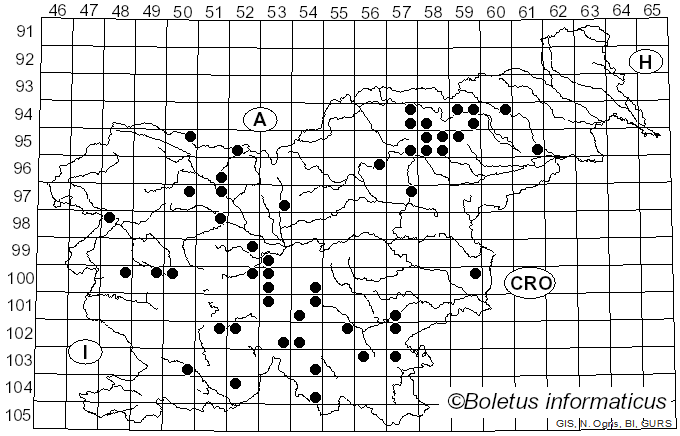 <i>Bondarzewia mesenterica</i> (Schaeff.) Kreisel (1984)