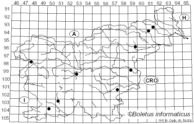 <i>Vitreoporus dichrous</i> (Fr.) Zmitr. (2018)
