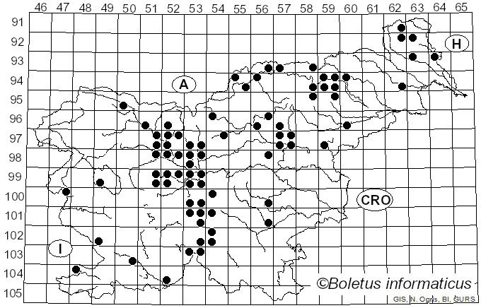 <i>Tricholoma colossus</i> (Fr.) Quél. (1872)