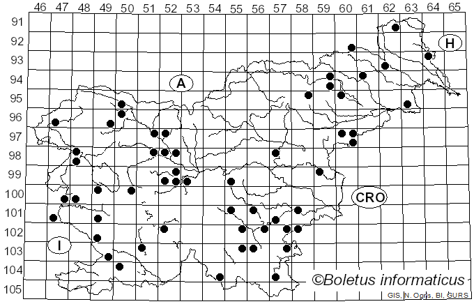 <i>Steccherinum ochraceum</i> (Pers.) Gray (1821)