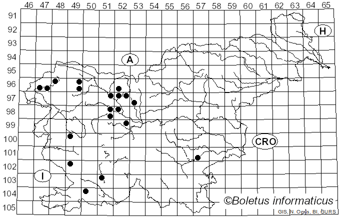 <i>Multiclavula mucida</i> (Pers.) R.H. Petersen (1967)