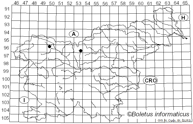 <i>Pirottaea caesiella</i> (Bres.) Nannf. (1932)