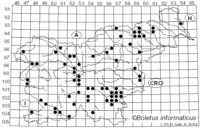 <i>Inocybe corydalina</i> Quél. (1875)